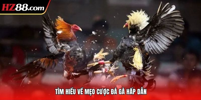 giới thiệu chung về mẹo cược đá gà tại hz88