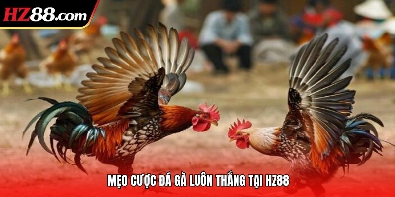 những câu hỏi xoay quanh mẹo cược đá gà